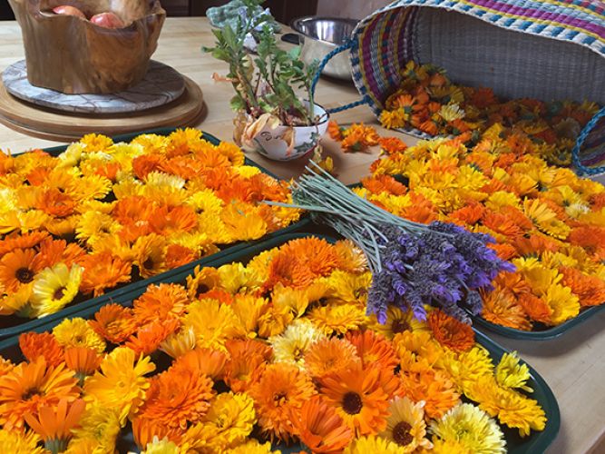 worldsacredgardens-04